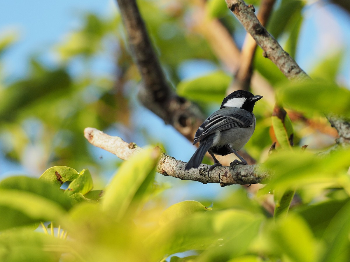 Japanese Tit (Okinawa) - ML215259071