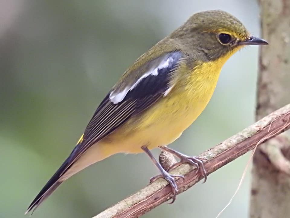 Green-backed Flycatcher - ML215259931