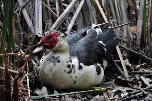 Muscovy Duck (Domestic type) - Francisco J. Ordonez M.