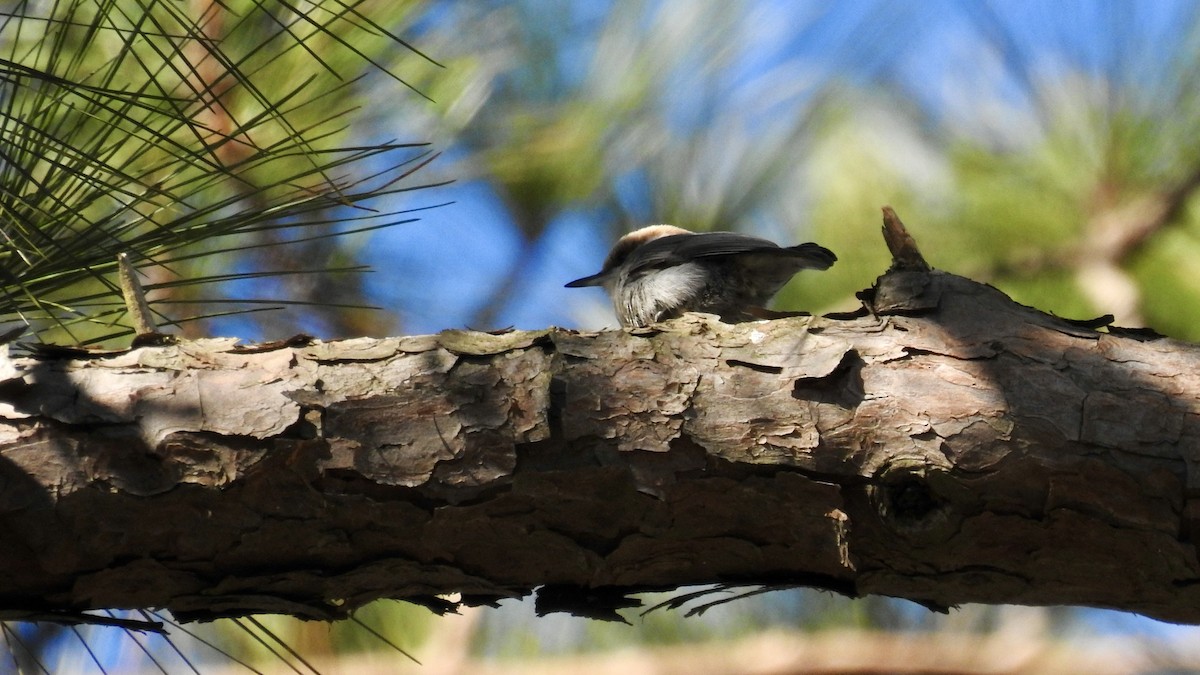 Brown-headed Nuthatch - ML215262701
