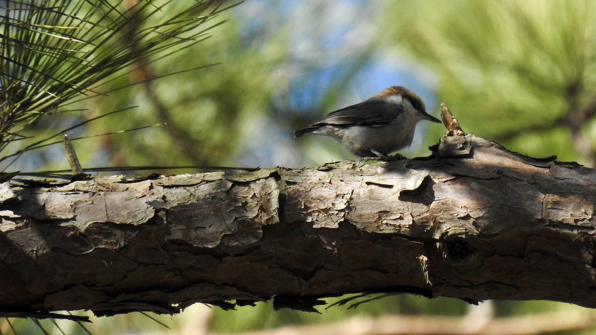 Brown-headed Nuthatch - ML215262711