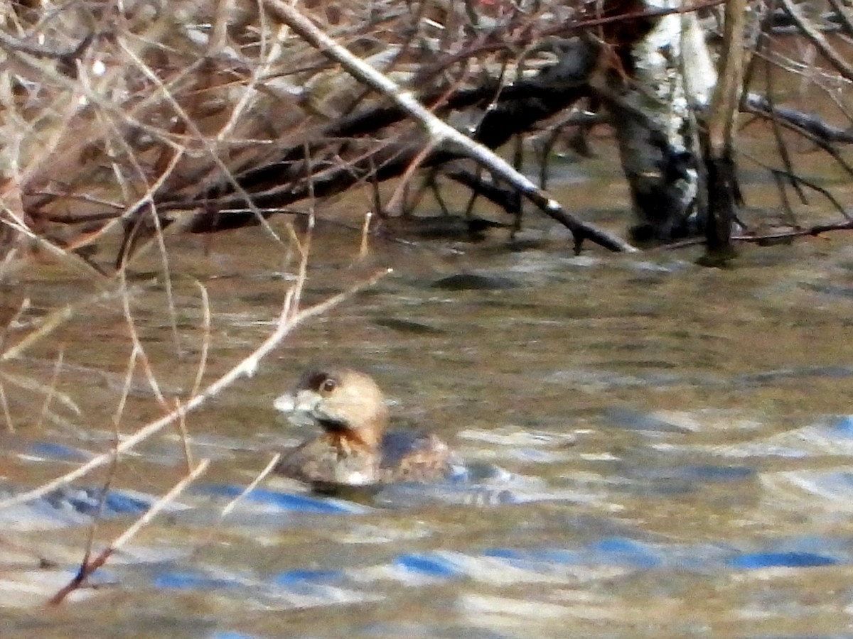 Pied-billed Grebe - ML215264541