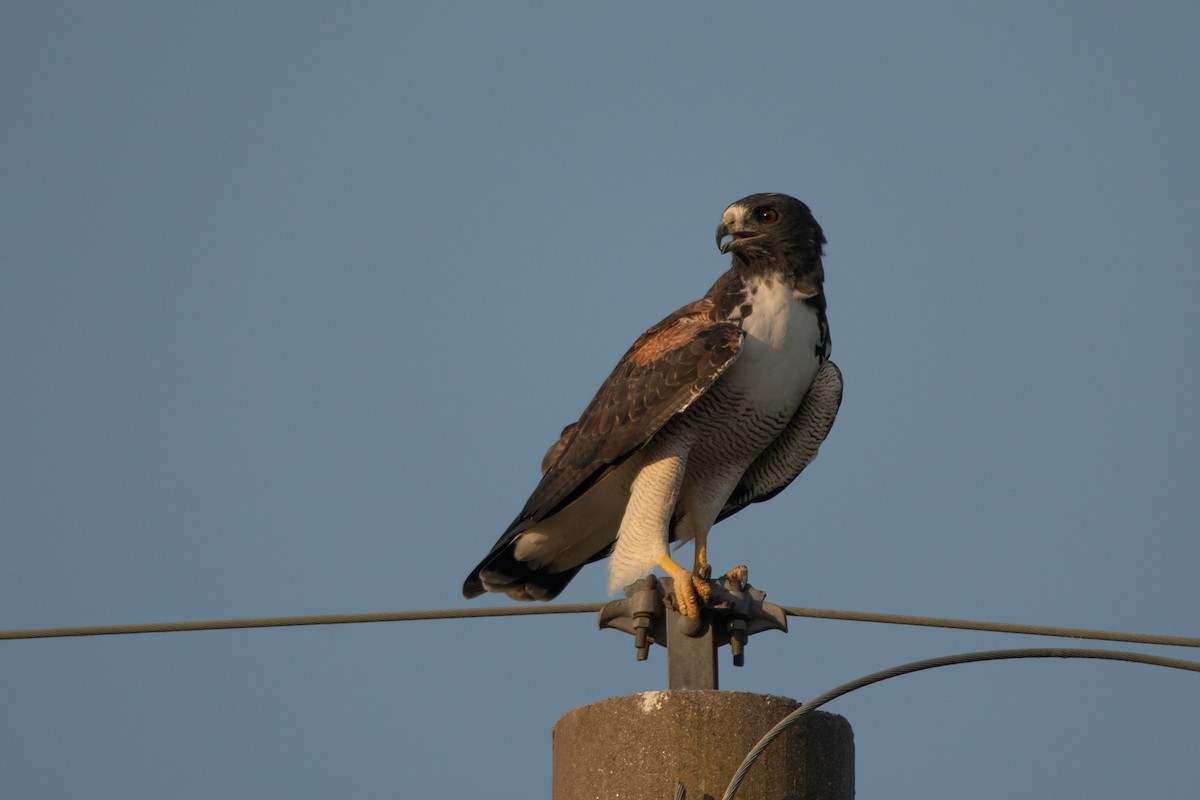 White-tailed Hawk - Pablo Re