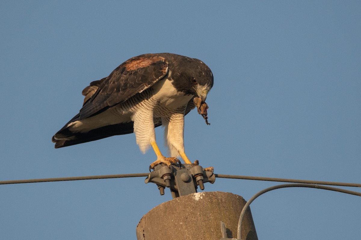 White-tailed Hawk - Pablo Re