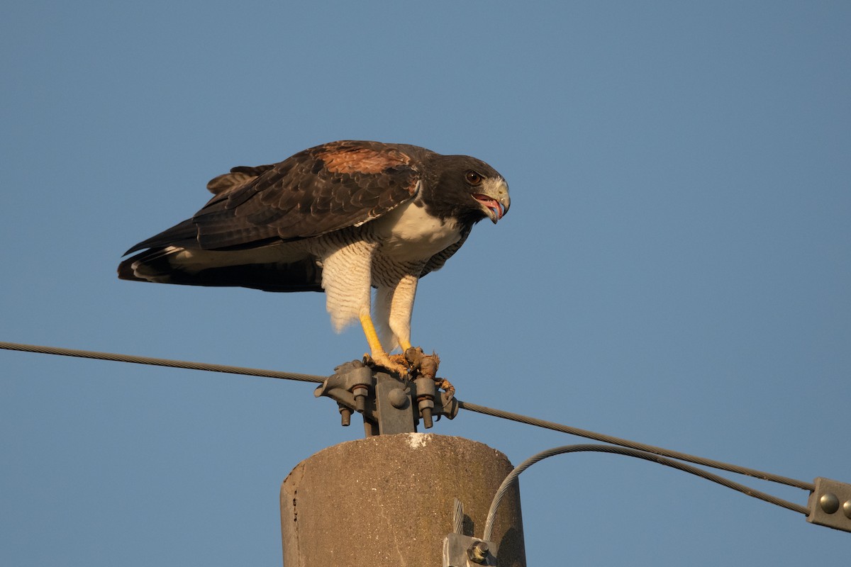 White-tailed Hawk - Pablo Re