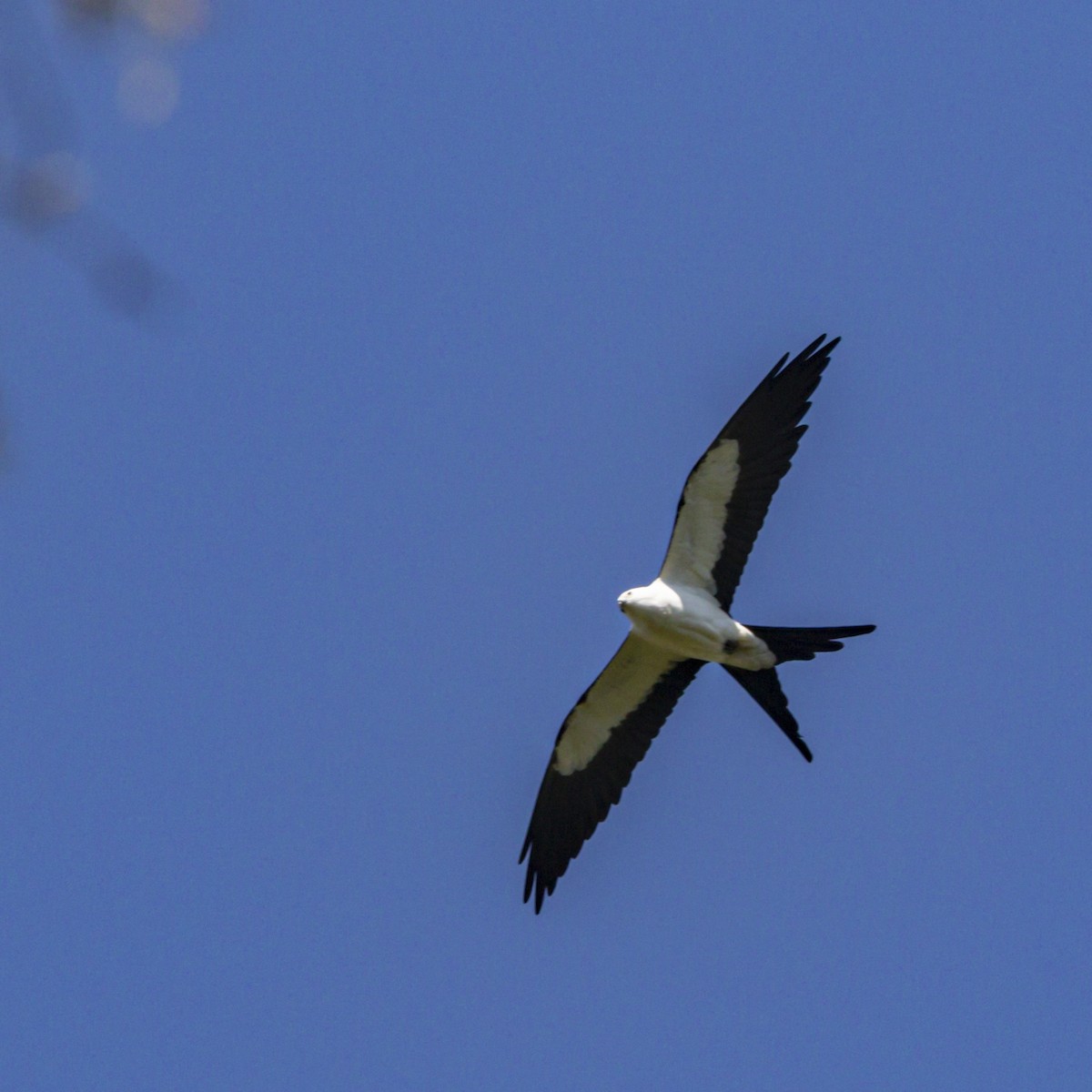 Swallow-tailed Kite - Alan Wells