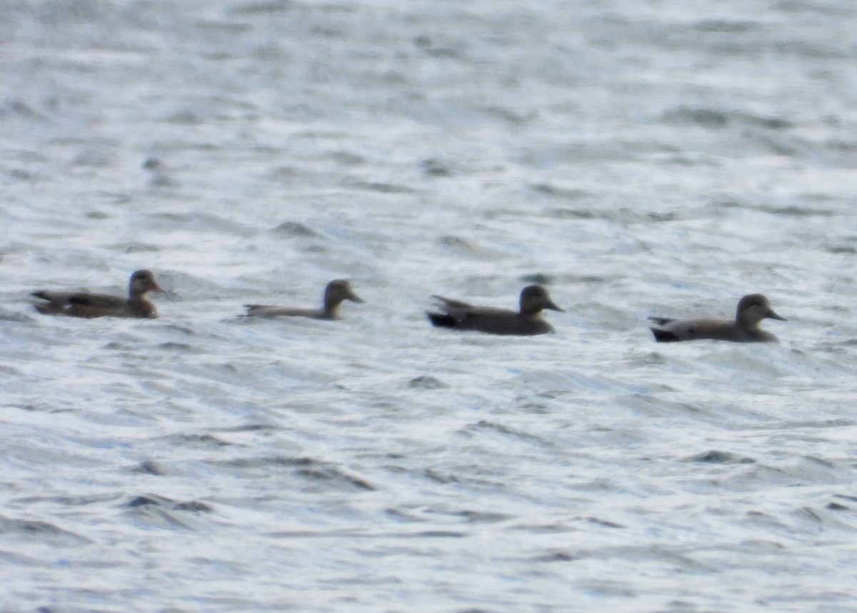 Gadwall - ML215270221