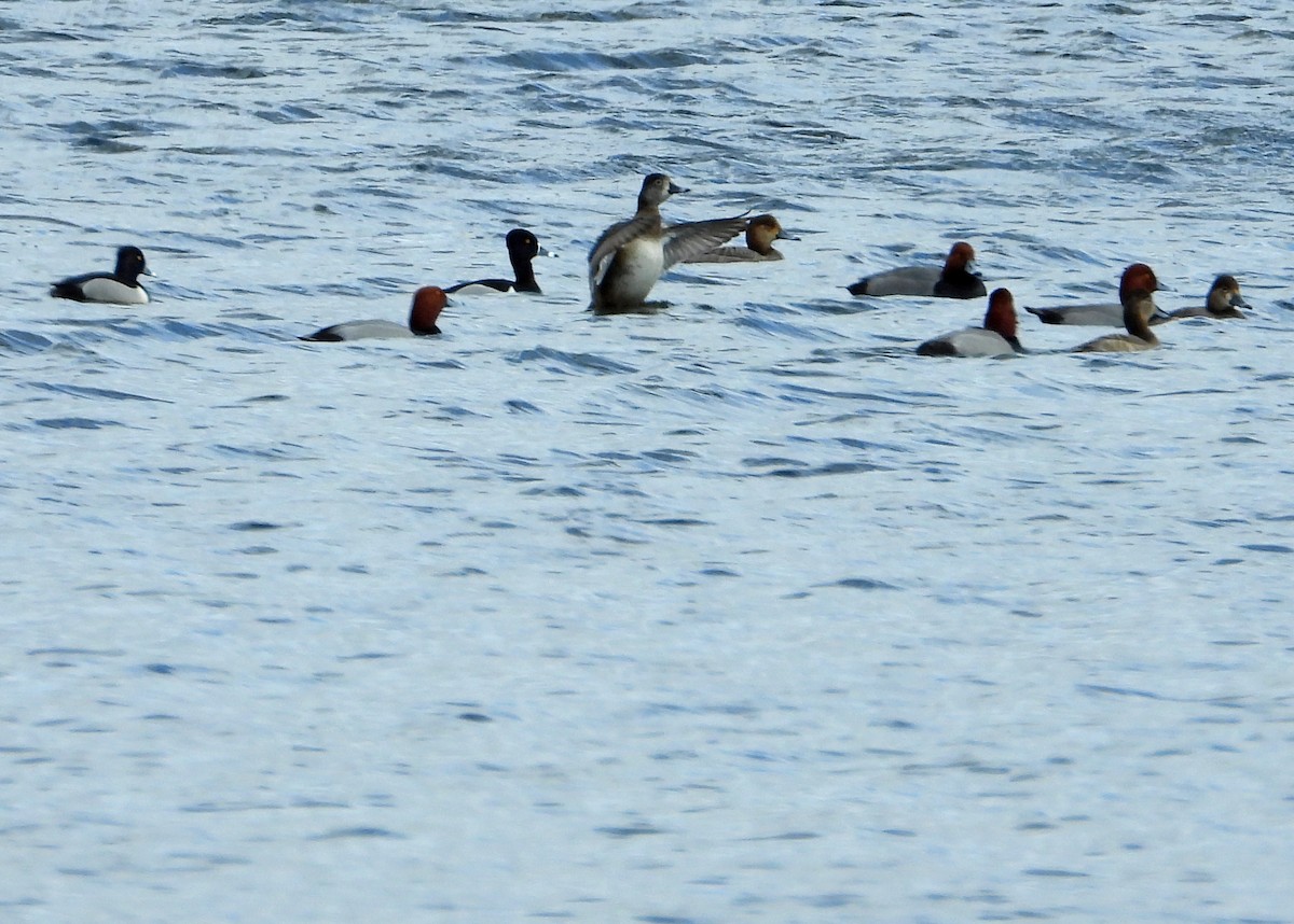 Ring-necked Duck - ML215270281