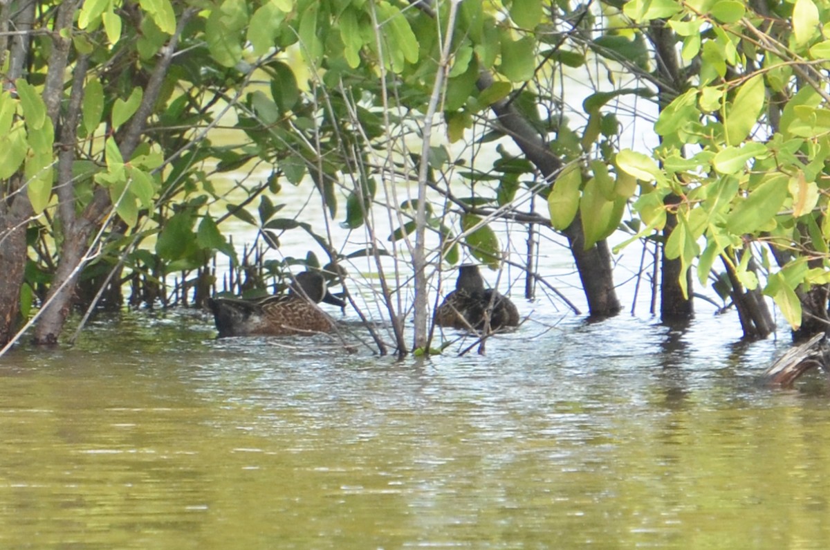 Blue-winged Teal - ML21527171