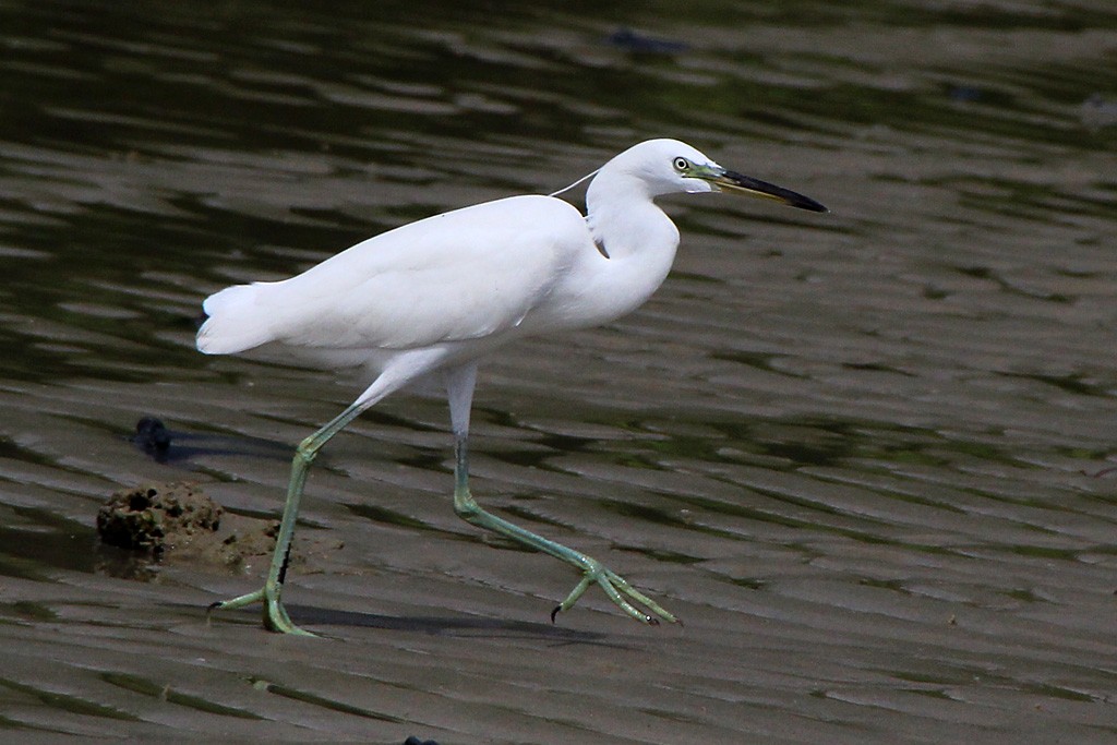 Chinese Egret - ML215271781