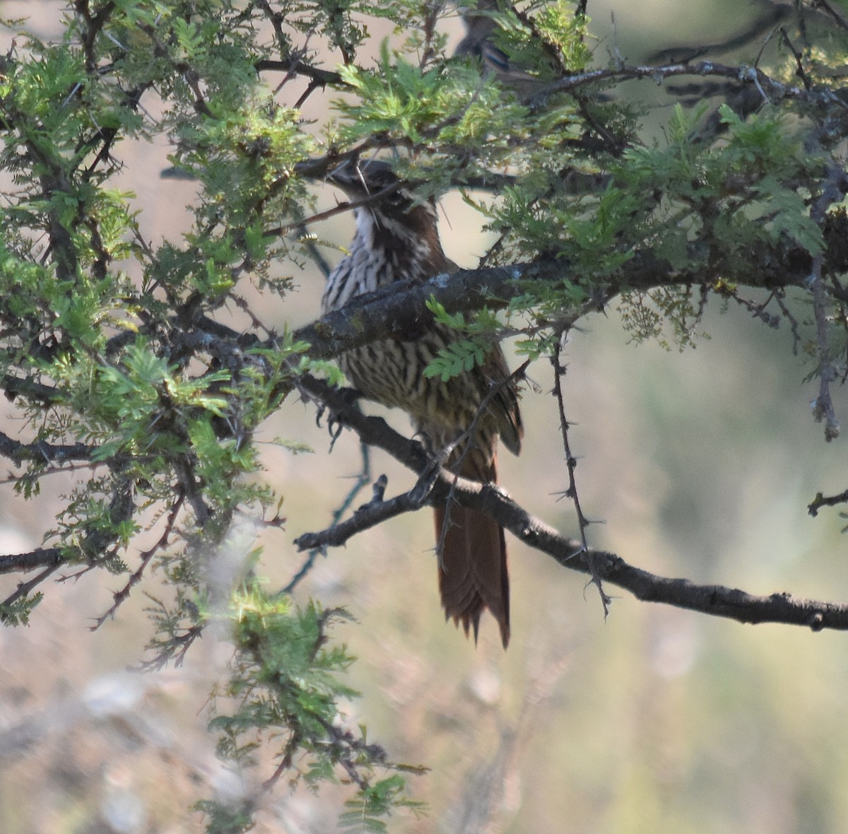 Scimitar-billed Woodcreeper - ML215272251