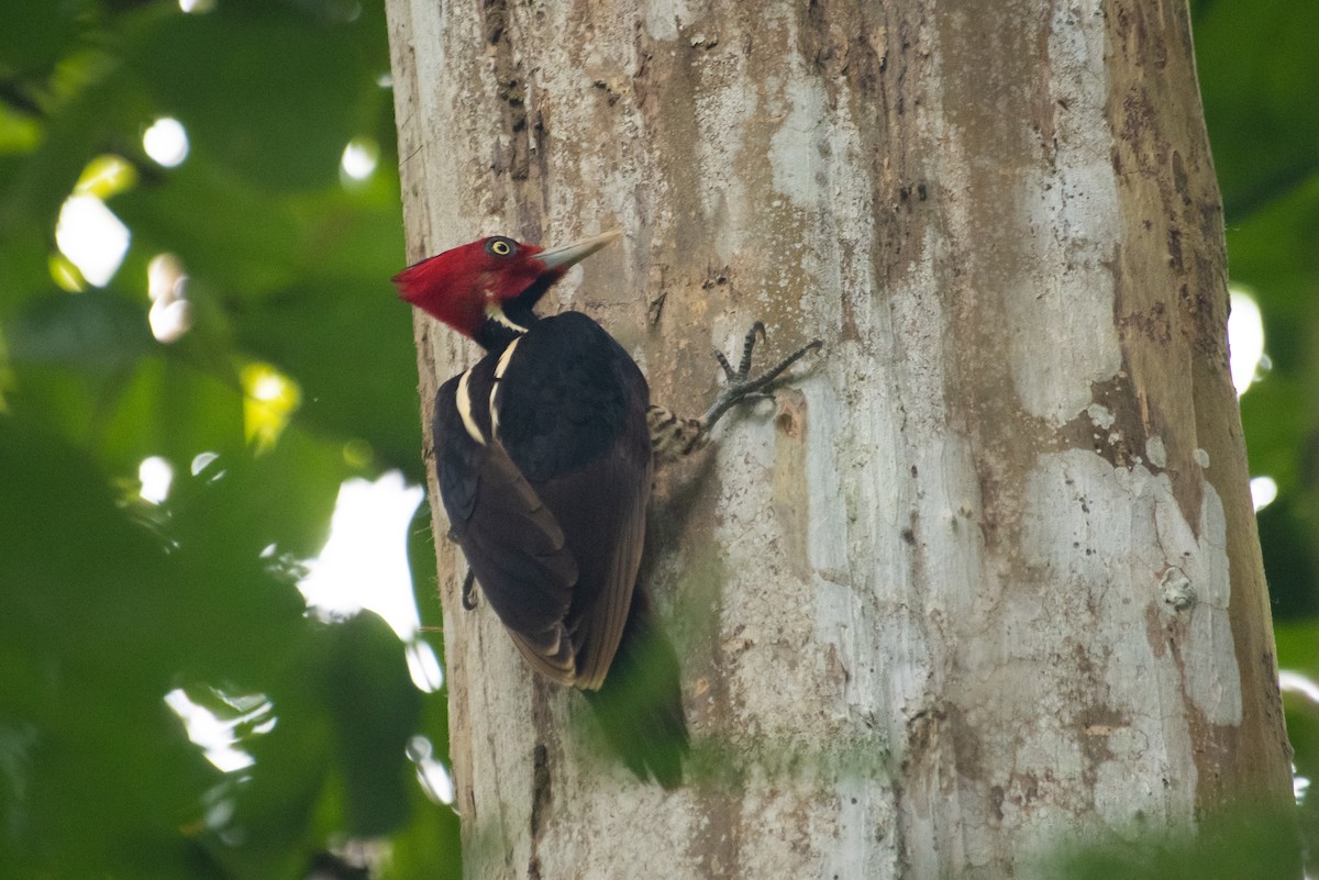 Pale-billed Woodpecker - ML215275931