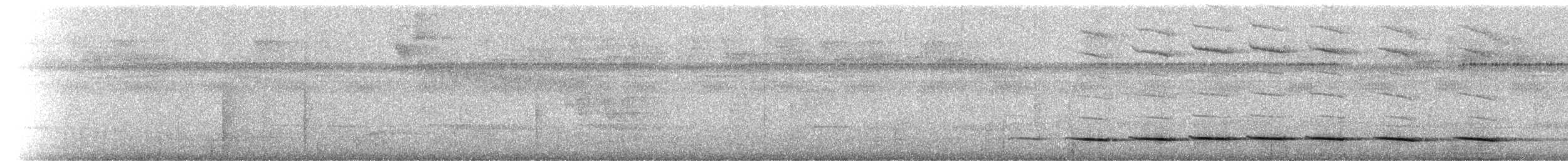 Streak-chested Antpitta (Pacific Slope) - ML215276