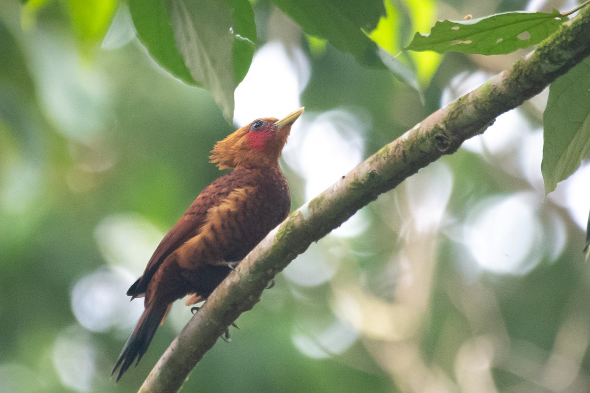 Chestnut-colored Woodpecker - ML215276001