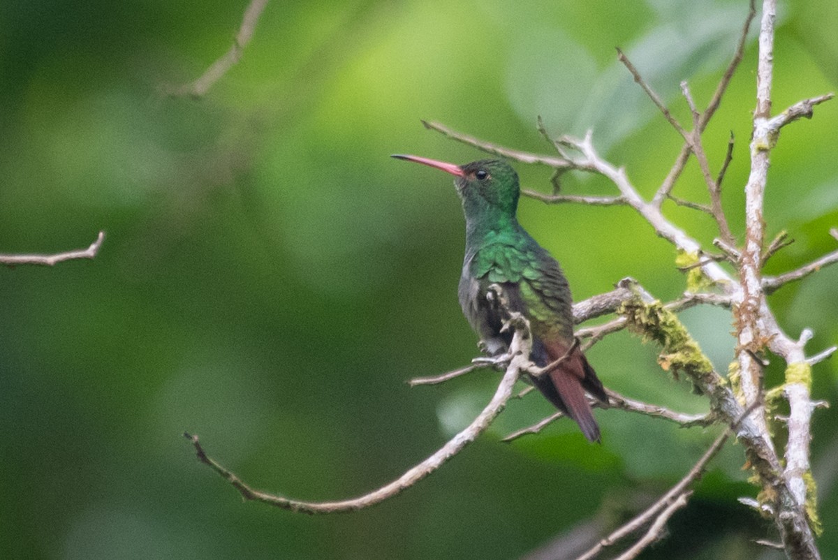 Rufous-tailed Hummingbird - ML215276591