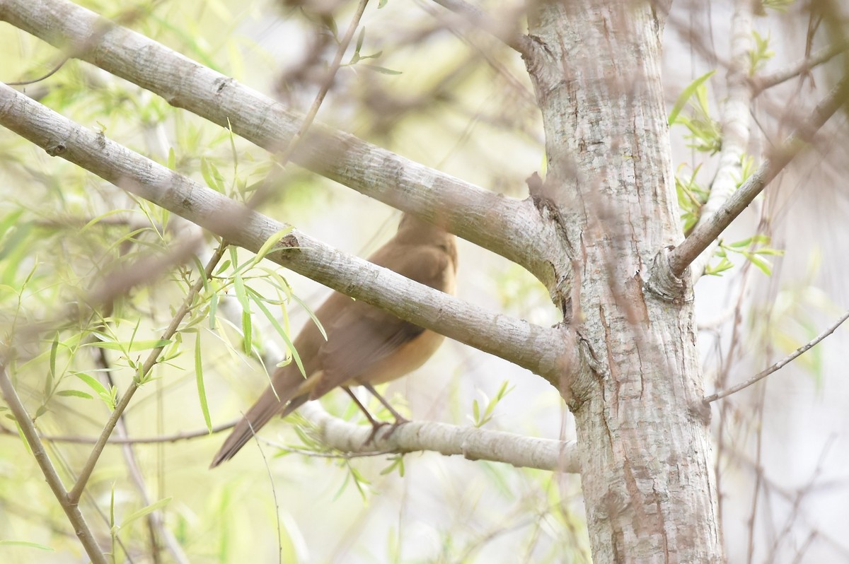 Clay-colored Thrush - ML215277331