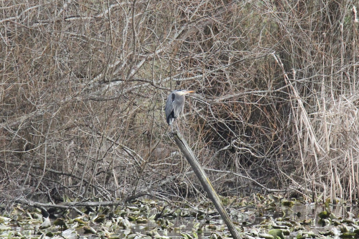 Great Blue Heron - Daniel Donnecke