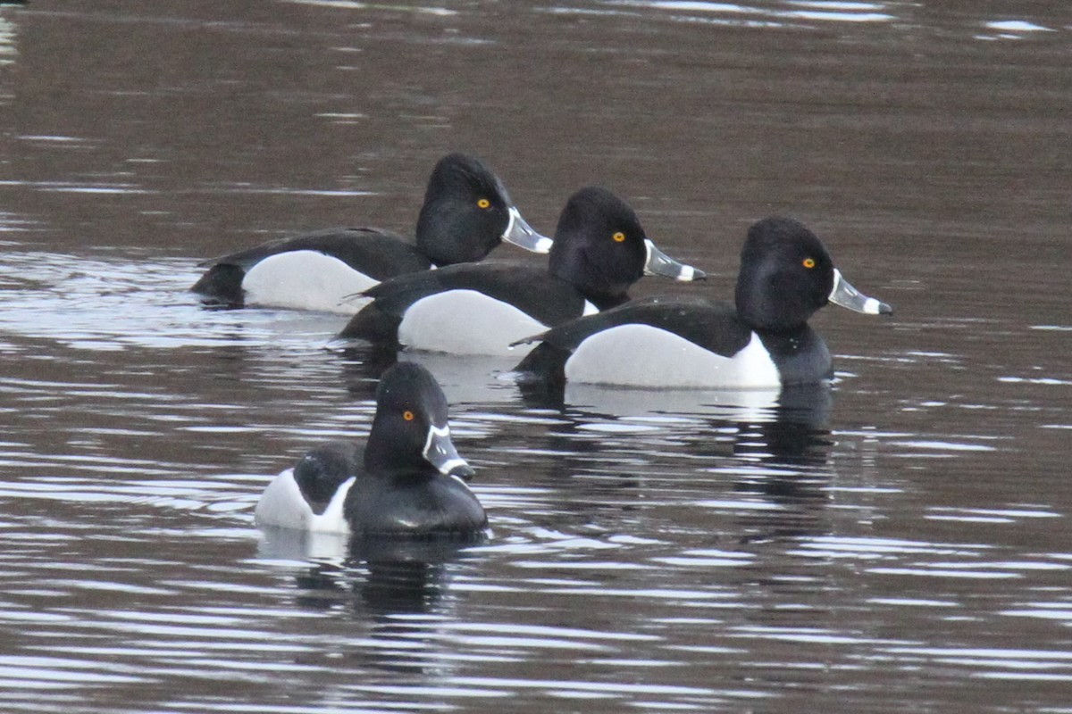 Ring-necked Duck - ML215279461