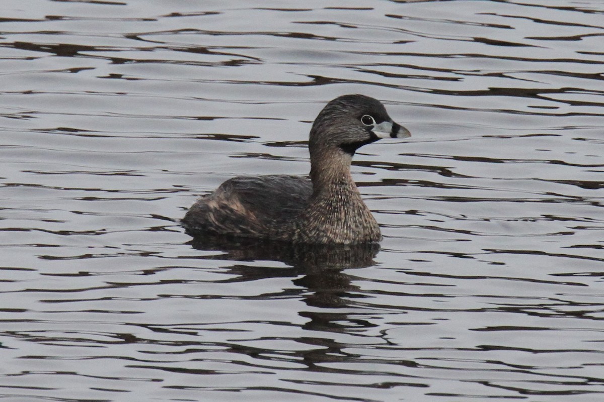 Pied-billed Grebe - Daniel Donnecke