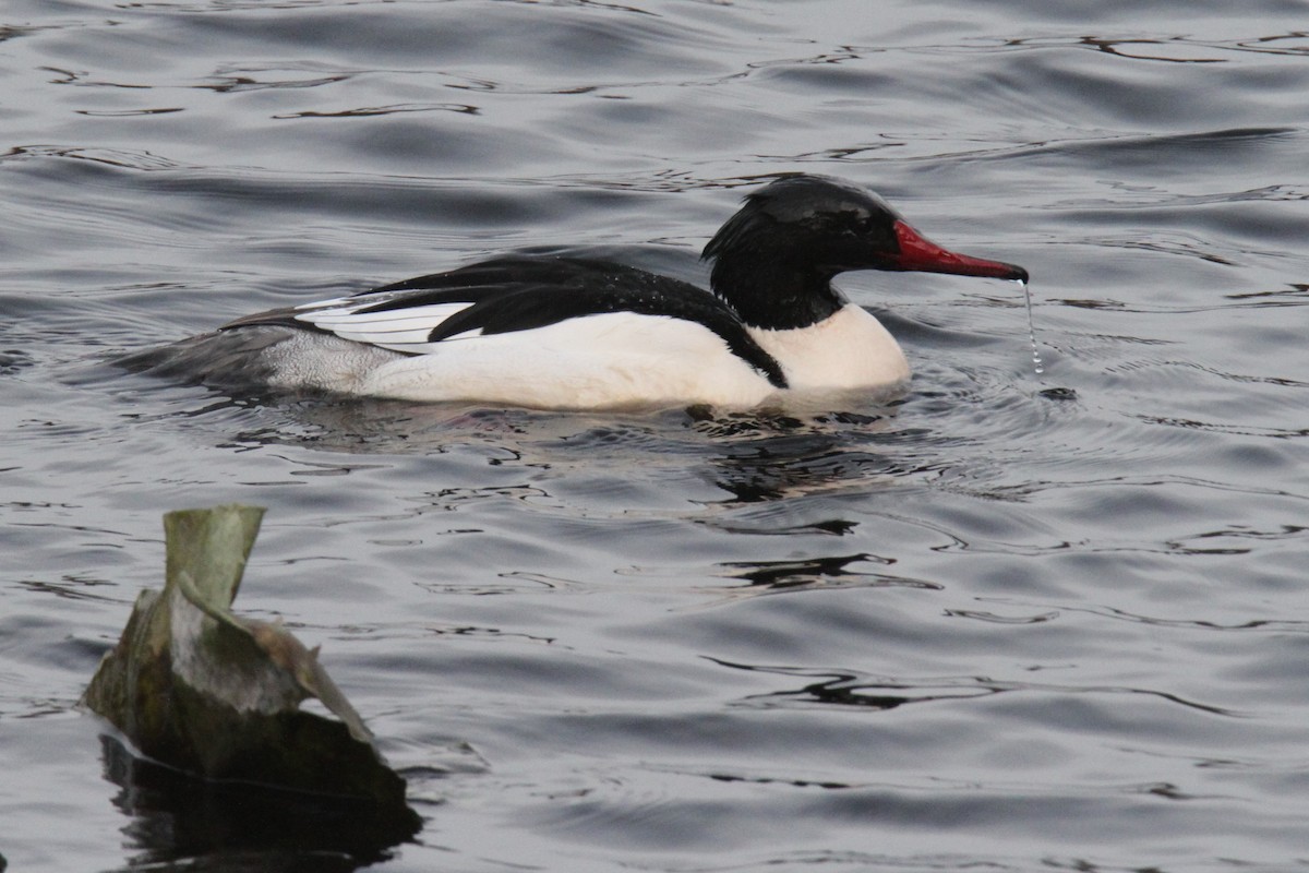 Common Merganser - Daniel Donnecke