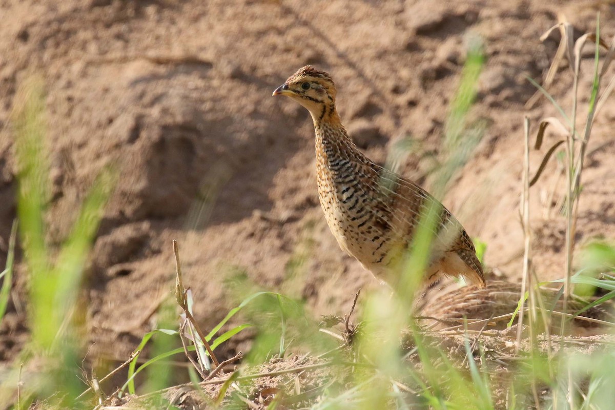 Coqui Francolin (Plain-breasted) - ML215280341