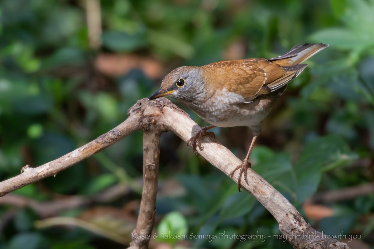 Pale Thrush - ML215280761