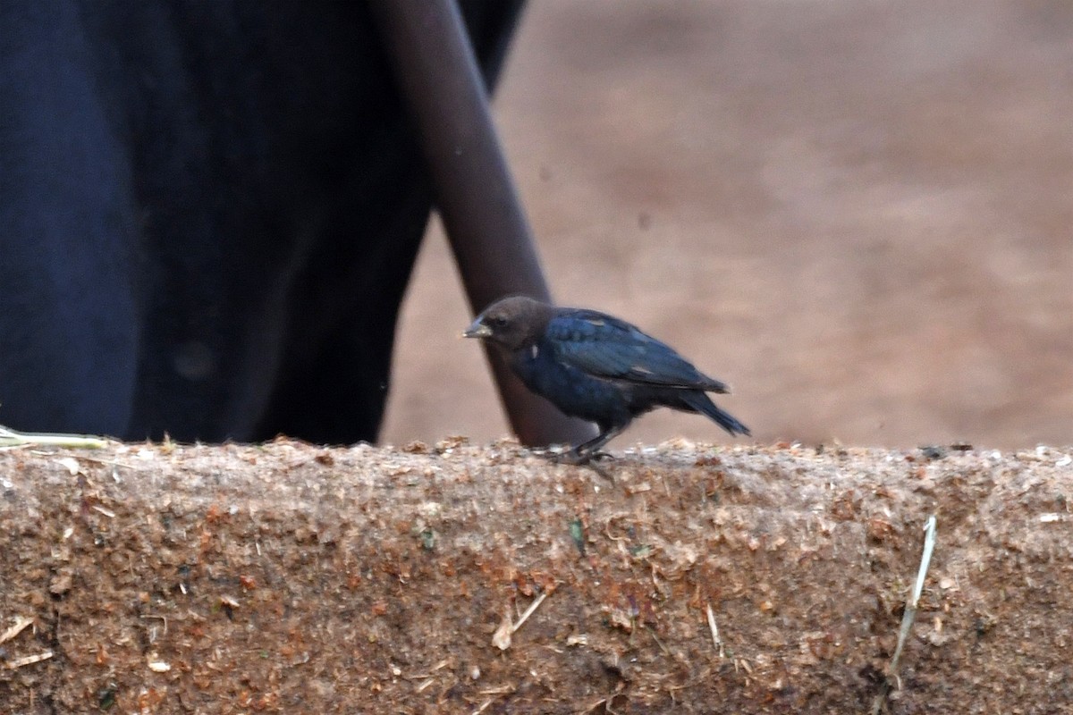 Brown-headed Cowbird - ML215283081