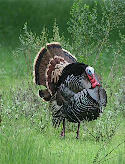 Wild Turkey - ML215287411