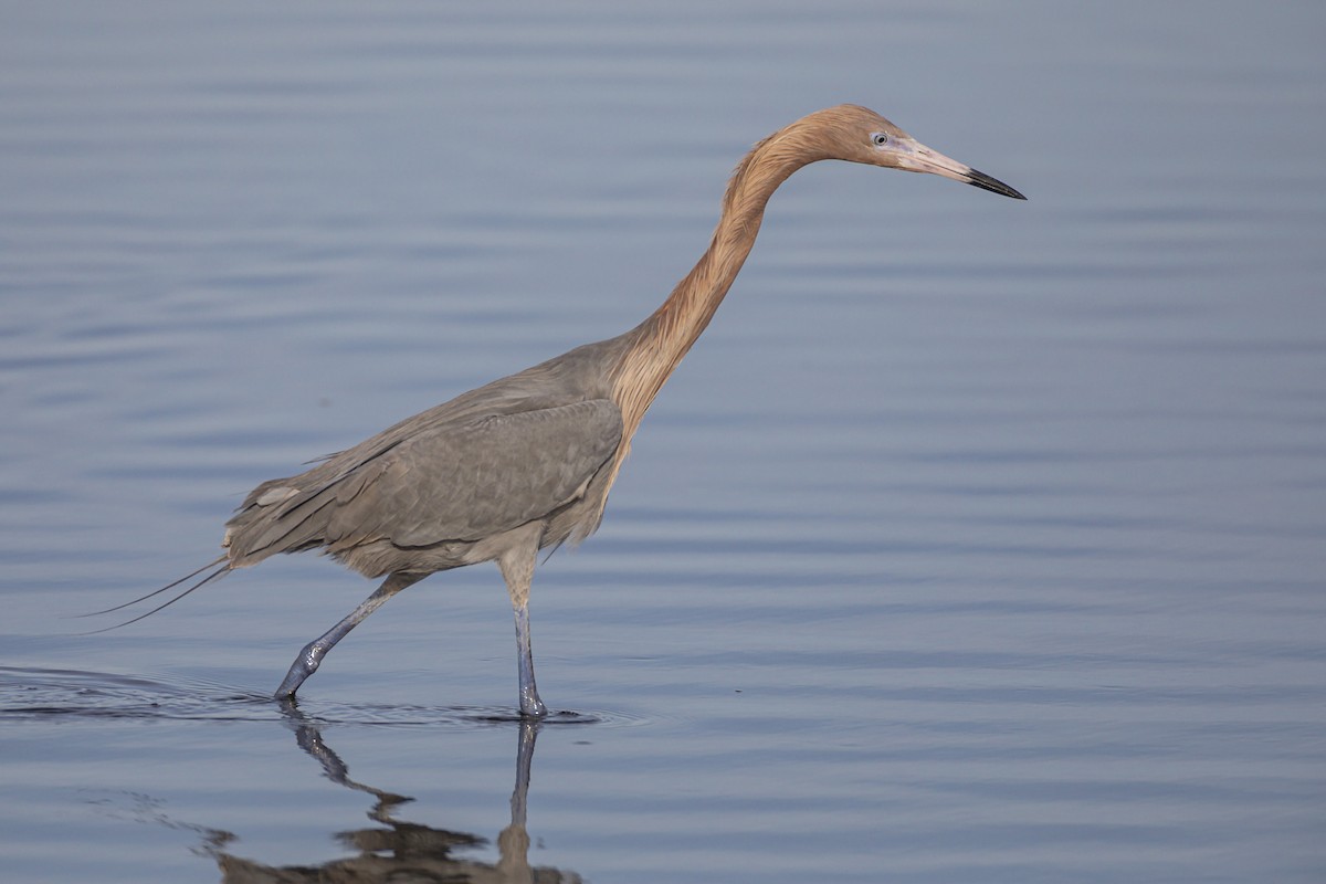 Reddish Egret - ML215287531