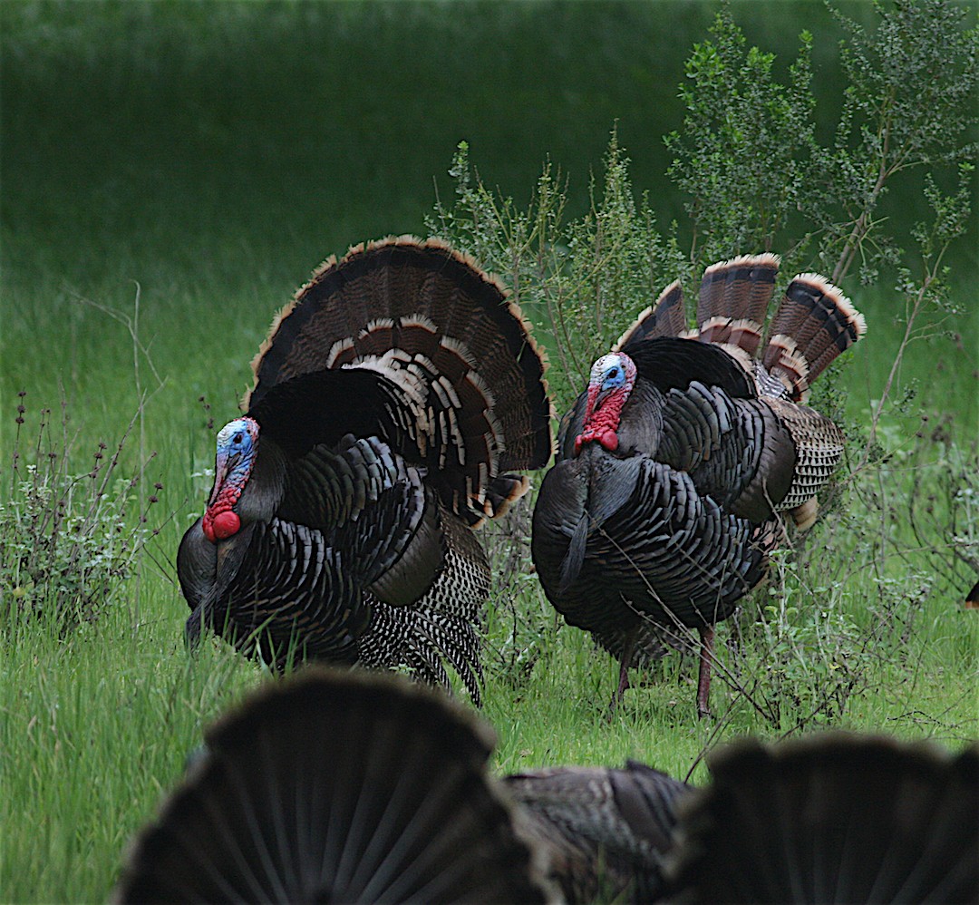 Wild Turkey - ML215287581