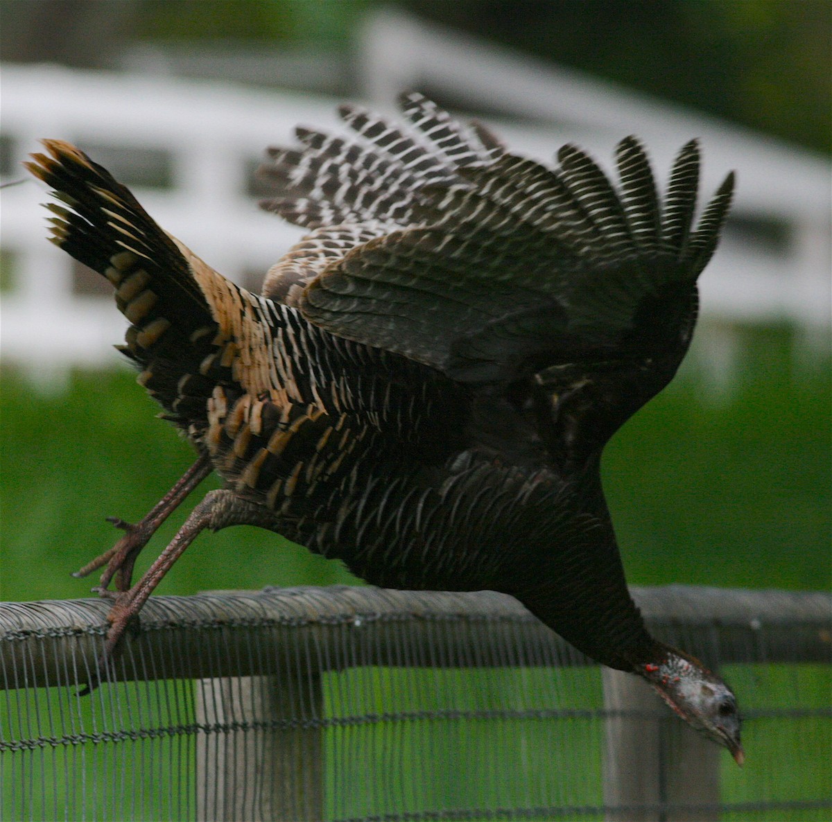Wild Turkey - ML215287601