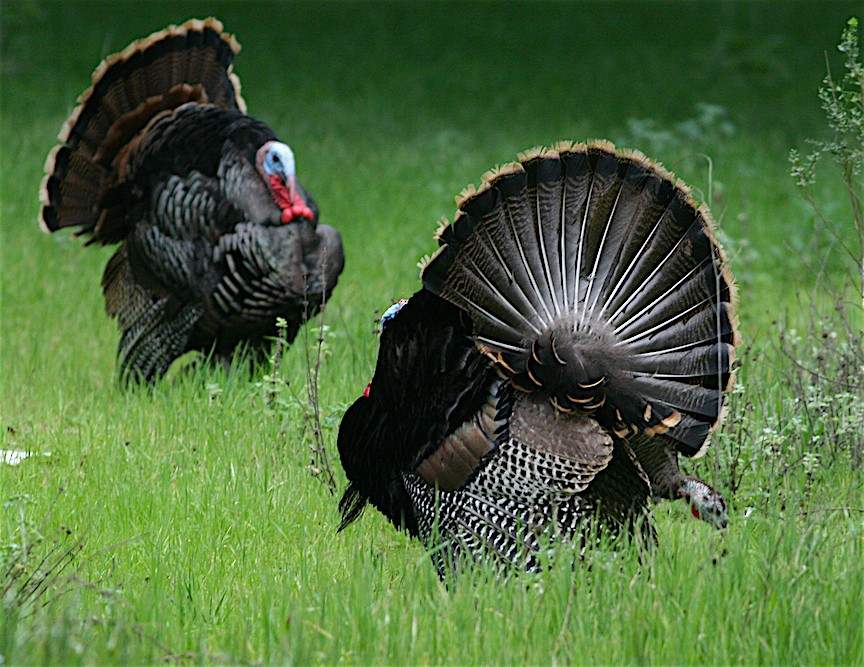 Wild Turkey - ML215287651