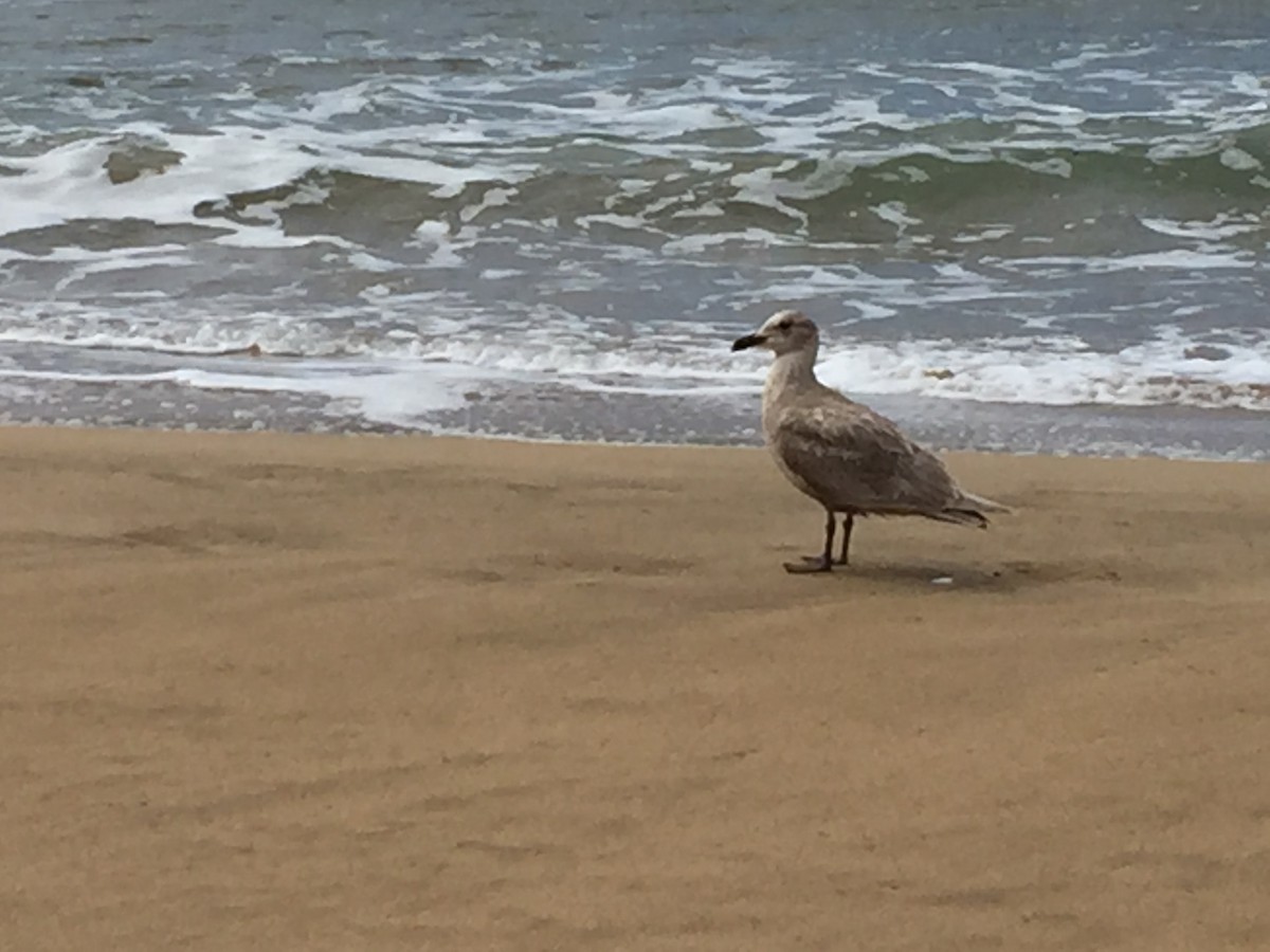 Glaucous-winged Gull - ML215287821