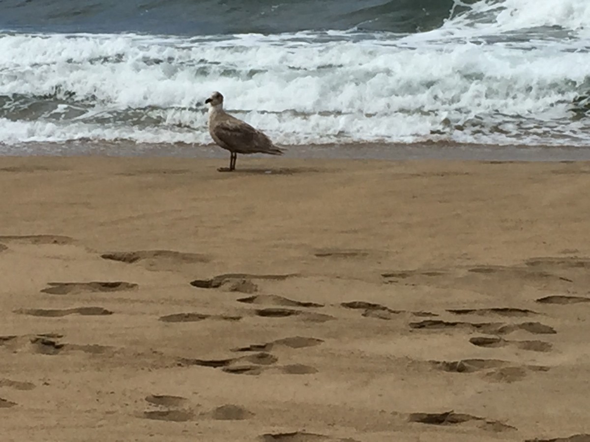 Glaucous-winged Gull - ML215287831