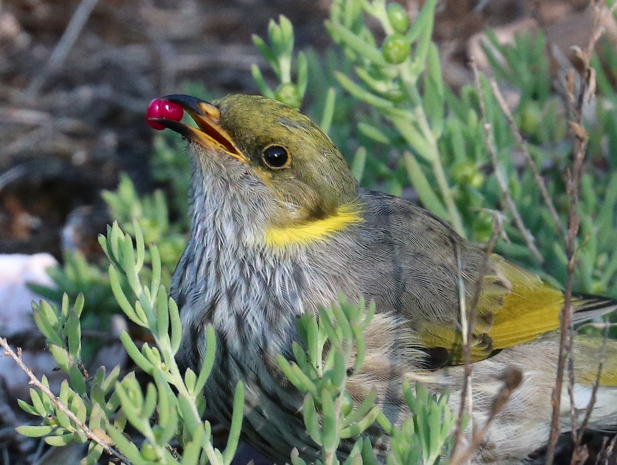 Yellow-plumed Honeyeater - ML215289361