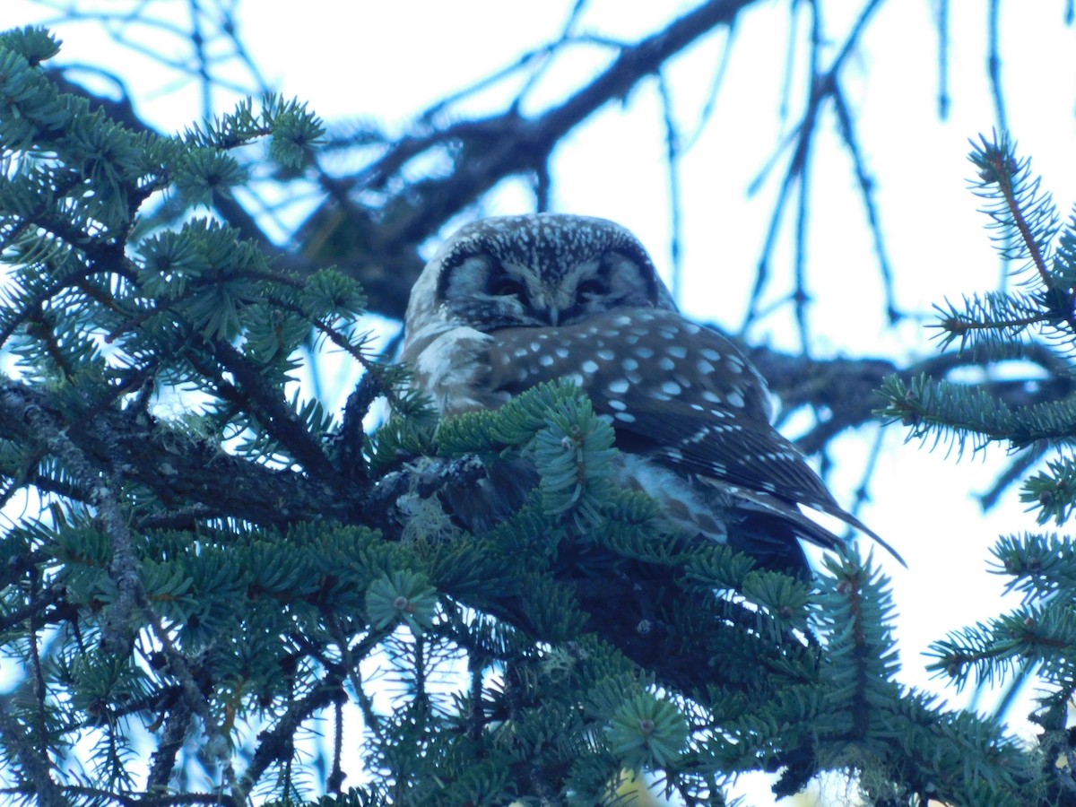 Савагт ариан - ML215290051