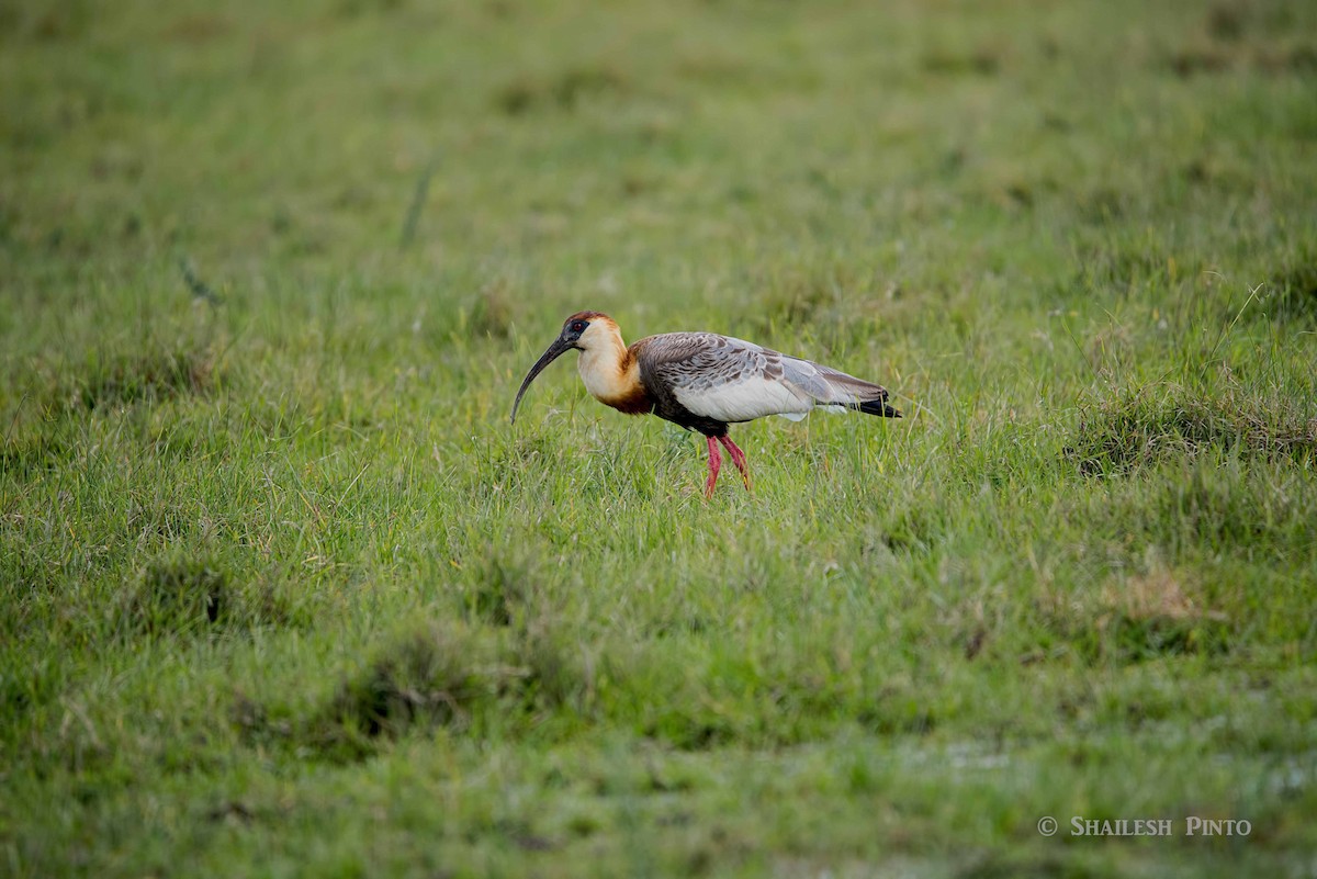 Buff-necked Ibis - Shailesh Pinto