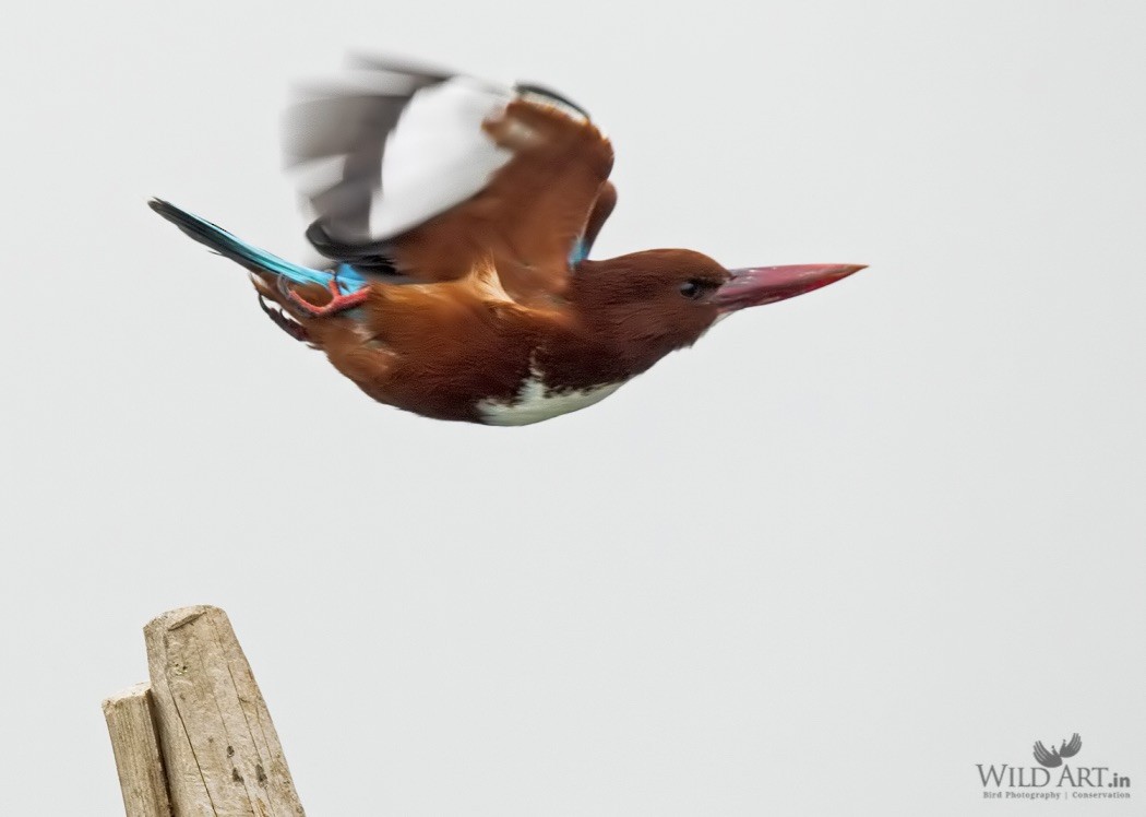 White-throated Kingfisher - ML215293431