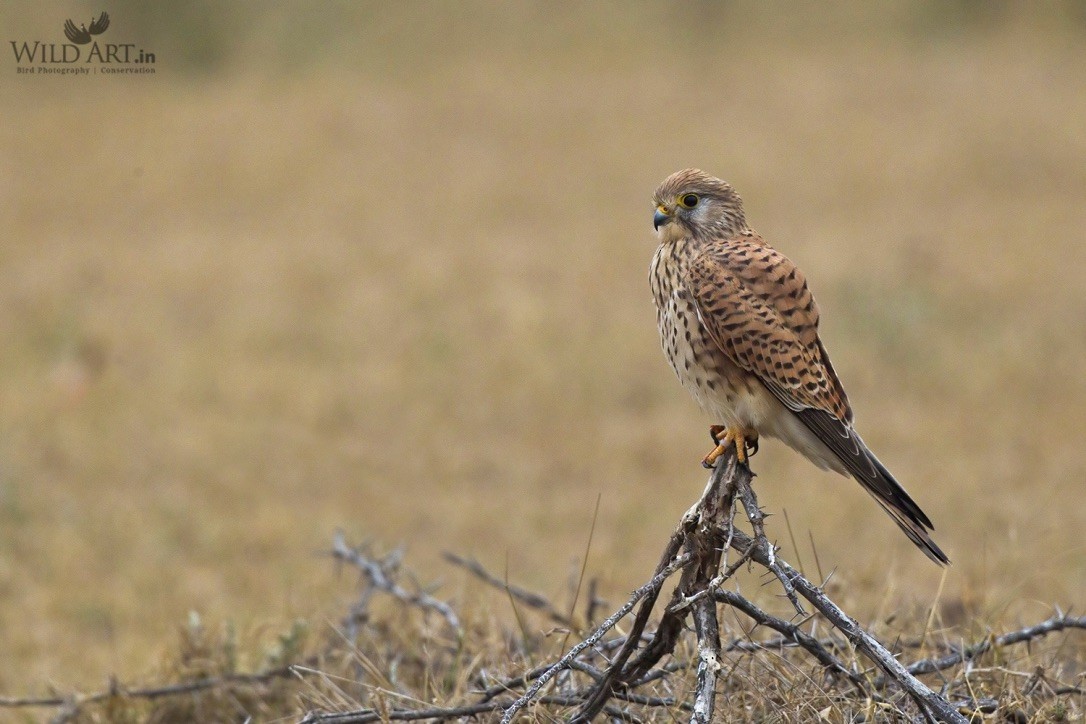 Eurasian Kestrel - ML215293461