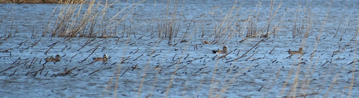 American Wigeon - ML215295151