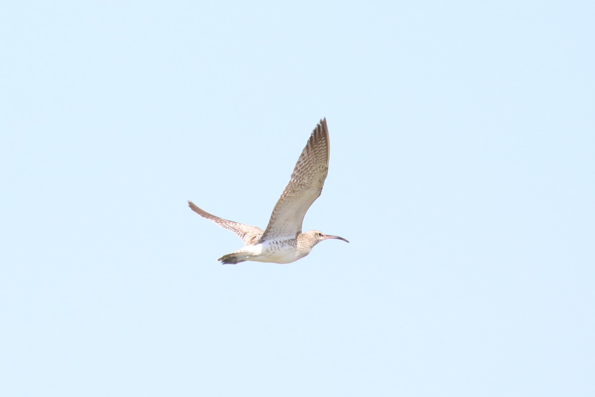 Whimbrel - ML215295261