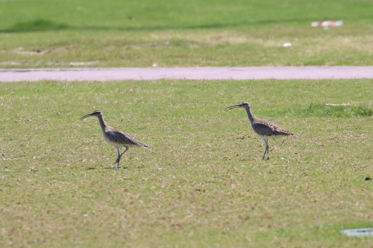 Whimbrel - ML215295291