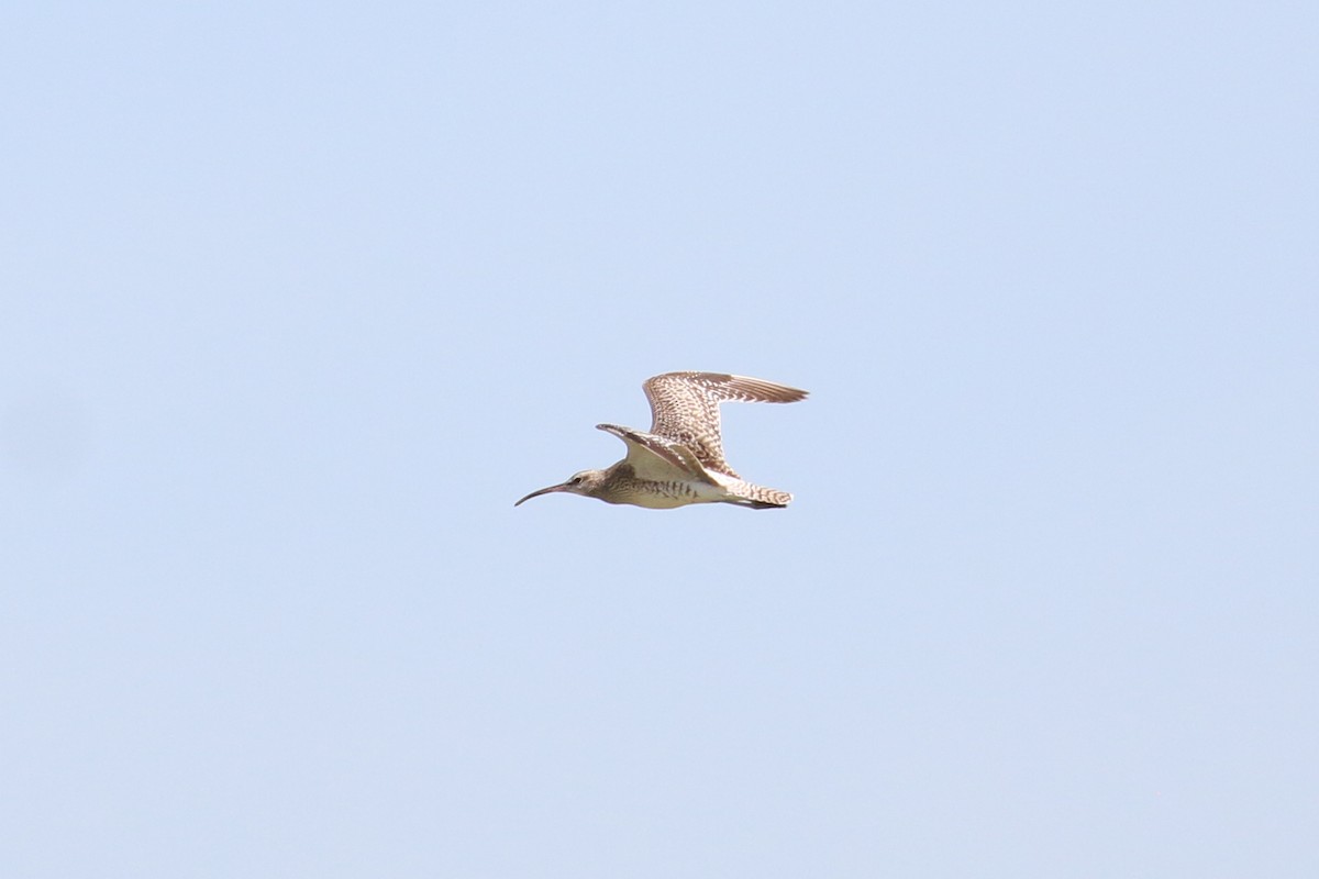 Whimbrel - ML215295301