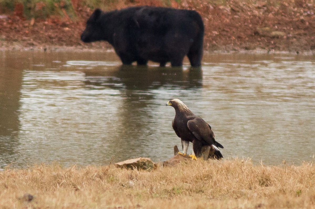 Golden Eagle - ML21529591