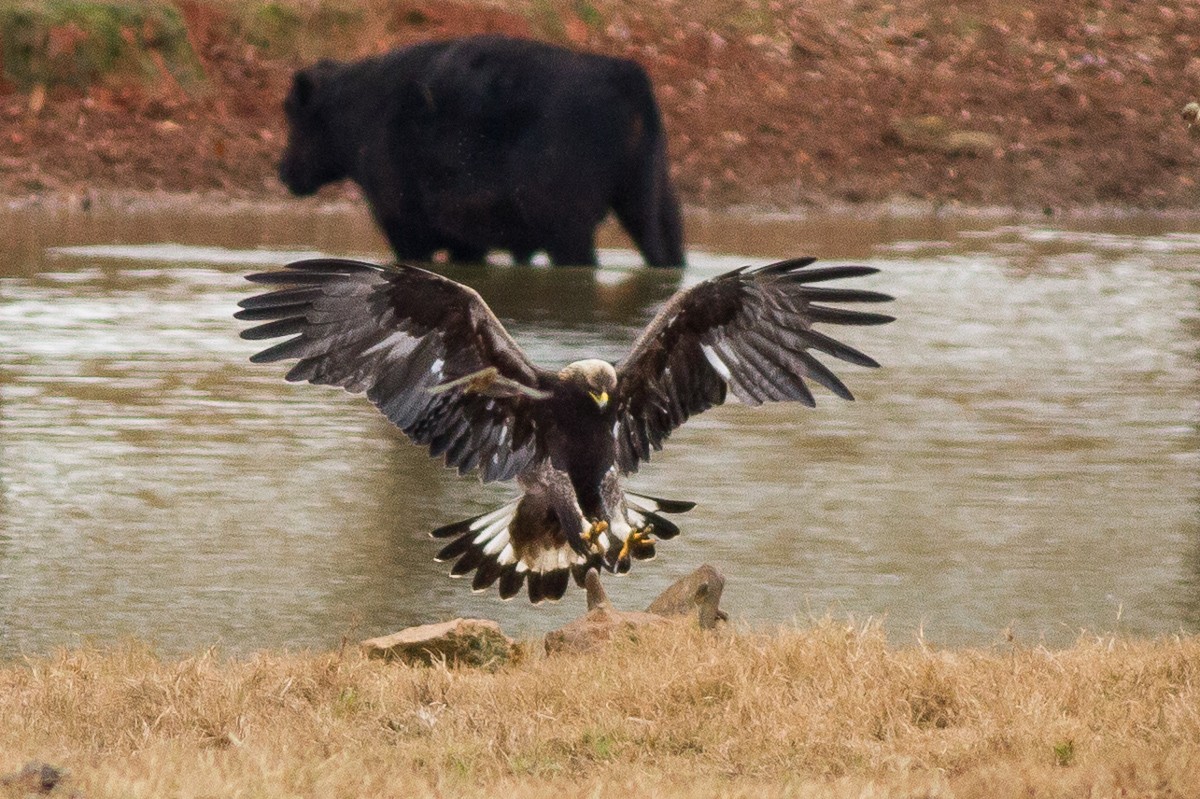 Golden Eagle - ML21529601