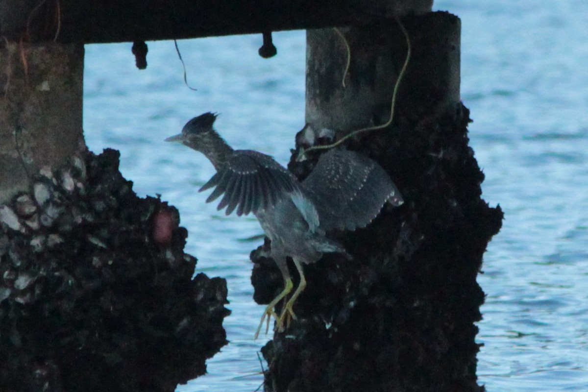 Striated Heron - ML215298481