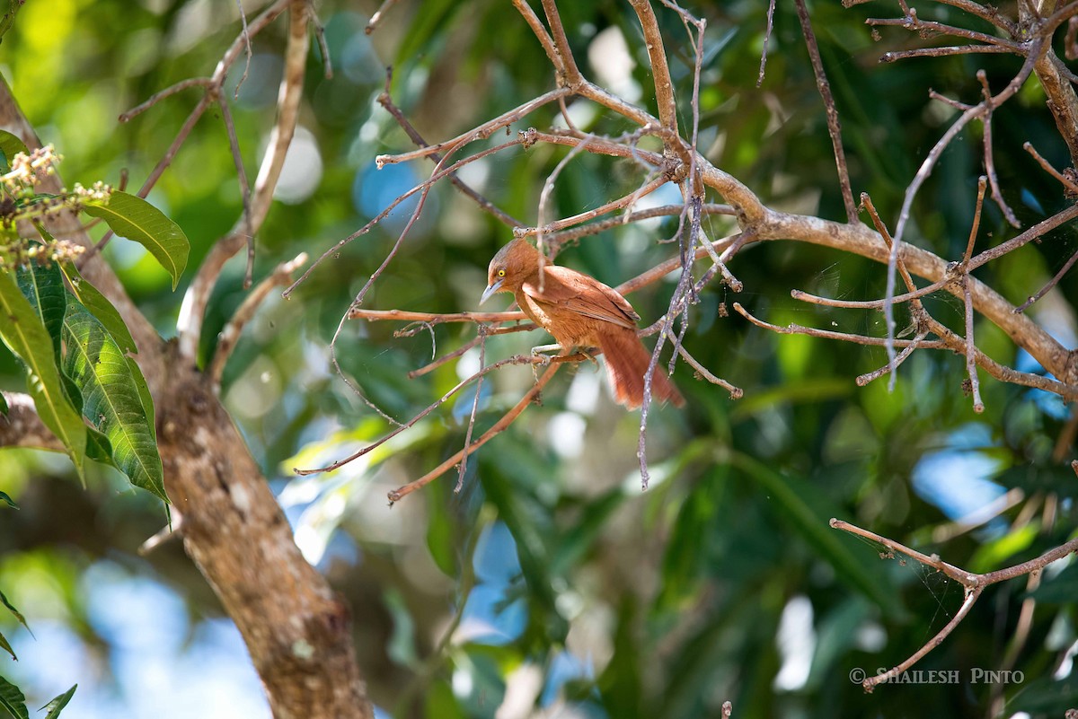 Rufous Cacholote - Shailesh Pinto