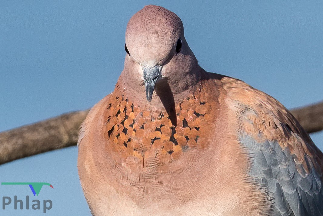 Laughing Dove - ML215299361