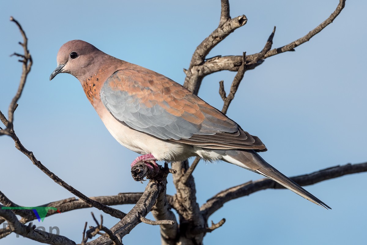 Laughing Dove - ML215299381