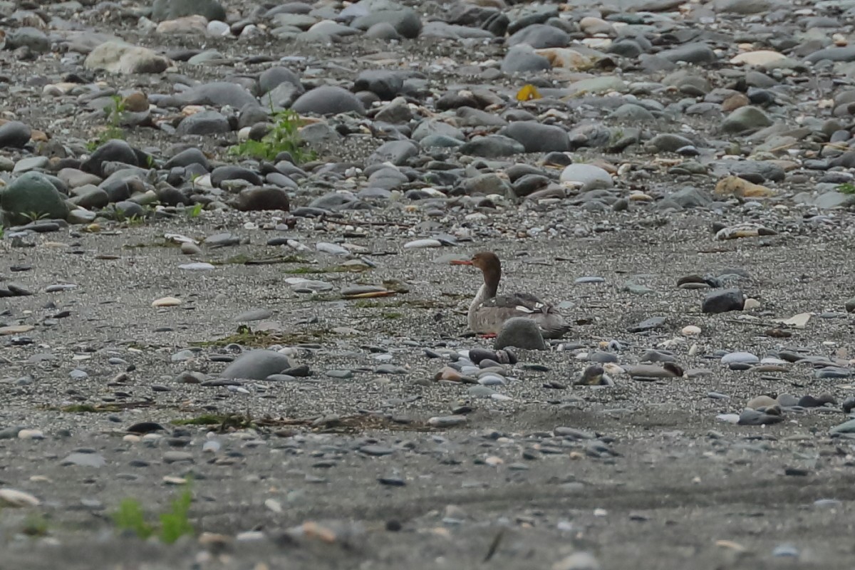 Red-breasted Merganser - ML215304681